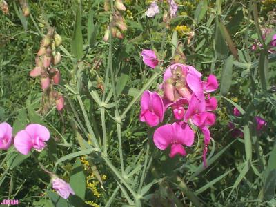 Lathyrus latifolius (Perennial sweetpea), flowers