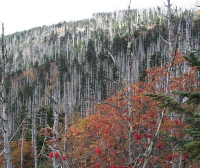 Dead Fraser's fir trees