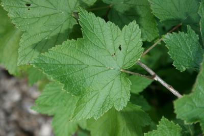 Ribes americanum Mill. (American black currant), leaves, upper surface