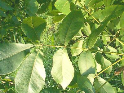 Carya glabra (Mill.) Sweet (pignut hickory), leaves
