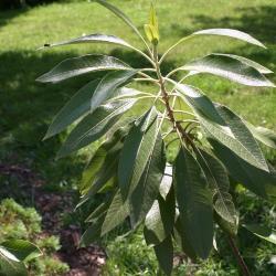 Leitneria floridana Chapm. (corkwood), leaves