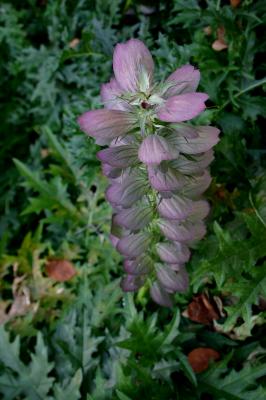 Acanthus spinosus (bear's breeches), inflorescence