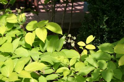 Aralia cordata ‘Sun King’ (Sun King Japanese-spikenard), leaves and flowers