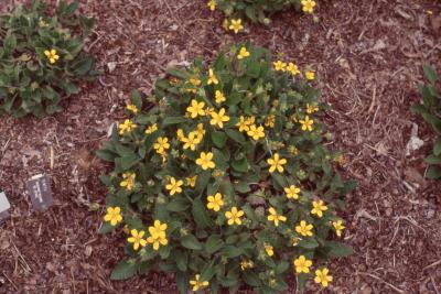 Chrysogonum virginianum (green & gold), habit