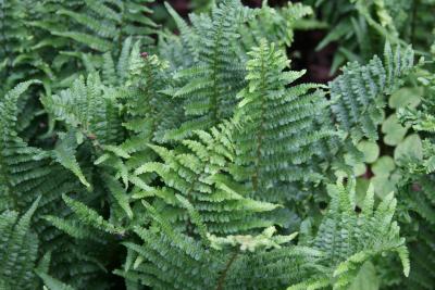 Athyrium filix-femina ‘Cristatum’ (Crested lady fern), habit