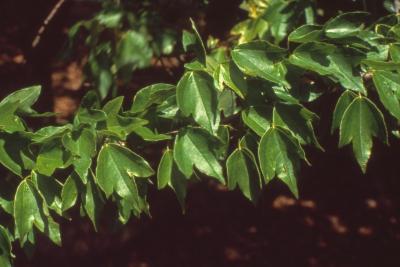 Acer buergerianum Miq. (trident maple), leaves