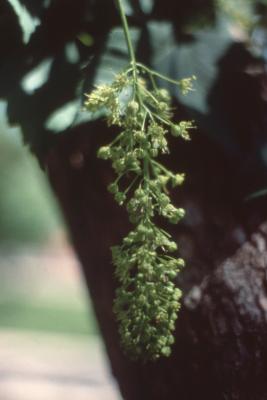 Acer pseudoplatanus L. (sycamore maple), flowers