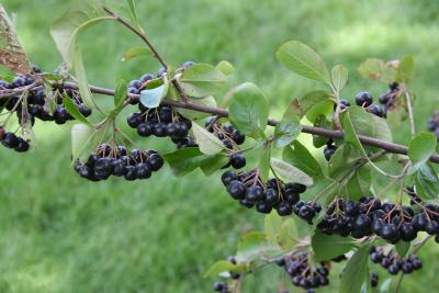 Aronia ×prunifolia ‘Viking’ (Viking purple chokeberry), fruit
