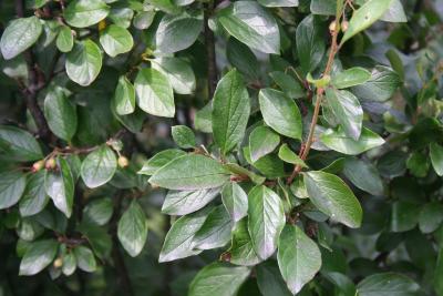 Cotoneaster lucida Schlecht. (hedge cotoneaster), leaves