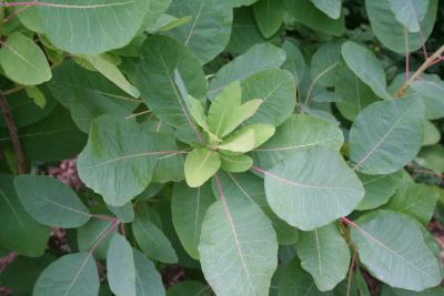 Cotinus obovatus Raf. (American smoke tree), leaves