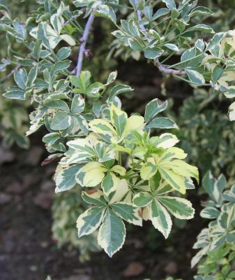 Eleutherococcus sieboldianus ‘Variegatus’ (Variegated Siebold’s shrub-ginseng), leaves