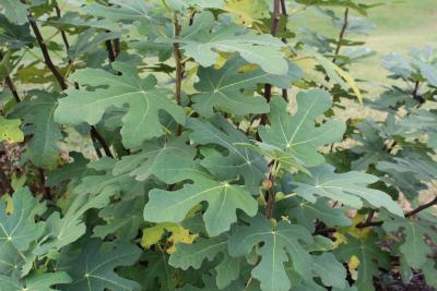 Ficus carica ’Hardy Chicago’ (Hardy Chicago common fig), leaves and fruit