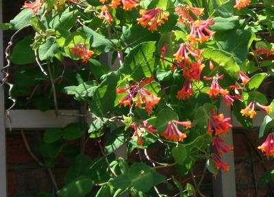 Lonicera ×brownii ‘Dropmore Scarlet’ (Dropmore Scarlet Brown’s honeysuckle), flowers