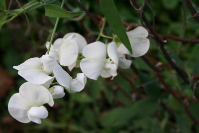 Lathyrus latifolius 'White Pearl' (White Pearl perennial sweetpea), flowers