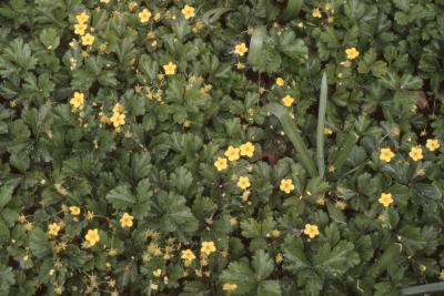 Waldsteinia ternata (Stephan) Fritsch (barren-strawberry), flowers and leaves
