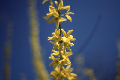 Forsythia x intermedia Zabel (border forsythia), flowers