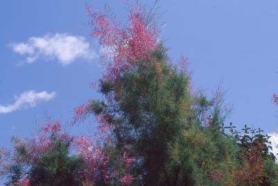 Tamarix ramosissima 'Summer Glow', flowers