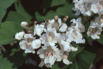 Catalpa speciosa Warder (northern catalpa), flowers