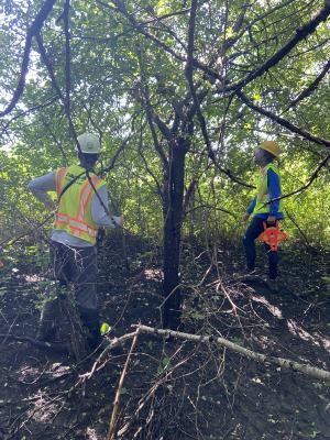 2020 Tree Census field crew taking measurements in plot 3087