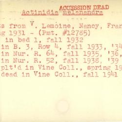 Plant Records Card Catalog, Actinidia (hardy kiwi)