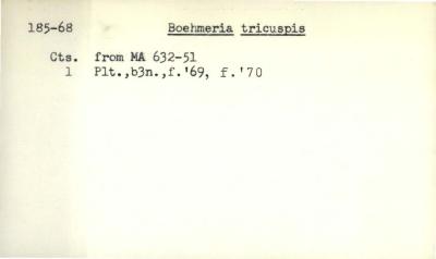 Plant Records Card Catalog, Boehmeria (false nettle)