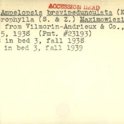 Plant Records Card Catalog, Ampelopsis (peppervine)
