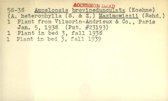 Plant Records Card Catalog, Ampelopsis (peppervine)