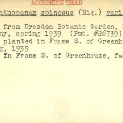 Plant Records Card Catalog, Acanthopanax (shrub-ginseng)