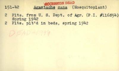 Plant Records Card Catalog, Agastache (giant hyssop)