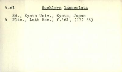 Plant Records Card Catalog, Buckleya (pirate bush)