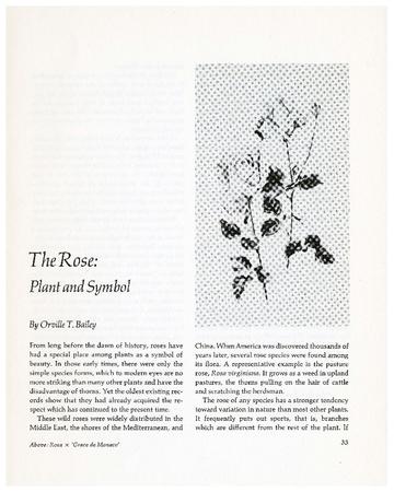 The Rose: Plant and Symbol