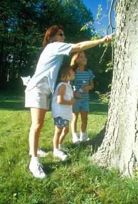 Woman and girls looking at tree