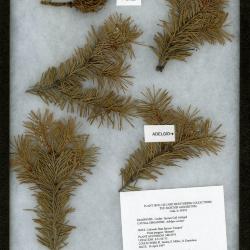 Cooley spruce gall adelgid (Aselges cooleyi) on Picea pungens ‘Hoopsii’ (Hoops blue spruce)