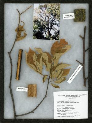 Dutch Elm Disease (Ophiostoma ulmi) on Ulmus americana L. (American elm)