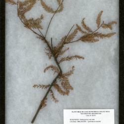 Bald cypress rust mite (Epitrimerus taxodii) on Taxodium distichum (L.) Rich. (bald-cypress)