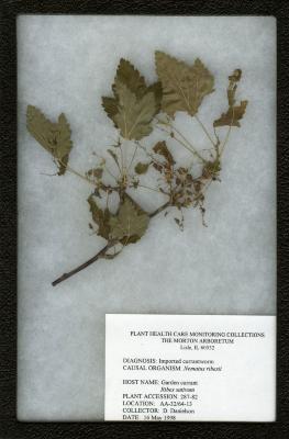 Imported currantworm (Nematus ribesii) on Ribes sativum (Reichenbach) Syme (garden current)