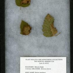 Botrytis blight (Botrytis cinerea) on Crataegus mollis (Torr. & Gray) Scheele (downy hawthorn)
