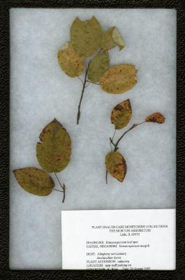 Entomosporium leaf spot (Emtomosporium mespili) on Amelanchier laevis Wieg. (Allegheny serviceberry)