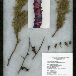 Cedar-quince rust (Gymnosporangium clavipes) on Juniperus scopulorum ‘Pathfinder’ (Pathfinder Rocky Mountain juniper)