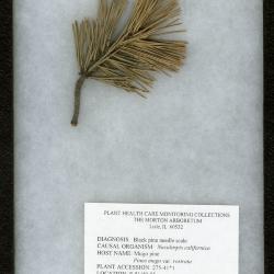 Black pine needle scale (Nuculaspis califormica) on Pinus mugo var. rostrata (Ant.) Hoopes (Beaked mugo pine)