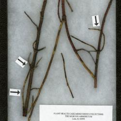 Botryosphaeria (Sphaeropsis spp.) on Cornus stolonifera var. baileyi (Bailey dogwood)