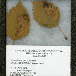 Birch leafminer (Fenusa pusilla) on Betula papyrifera Marsh. (paper birch)
