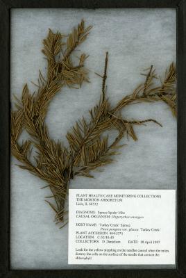 Spruce spider mite (Oligonychus ununguis) on Picea pungens var. glauca ‘Turkey Creek’ (Turkey Creek spruce)