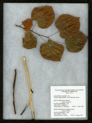 Verticillium wilt (Verticillium albo-atrum) on Cercis canadensis L. (redbud)  and C. chinensis (Redbud/Chinese Redbud)