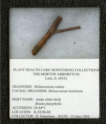 Melanconium canker (Melanconium betulinum) on  Betula platyphylla Sukatchev (Asian white birch)
