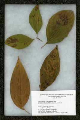 Septoria leaf spot (Septoria cornicola) on Cornus florida L. (flowering dogwood)
