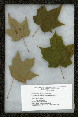 Phyllosticta leaf spot (Phyllosticta minima) on Acer saccharum (Sugar maple)