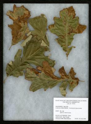 Oak wilt (Ceratocystis fagacearum) on Quercus macrocarpa Michx. (bur oak)