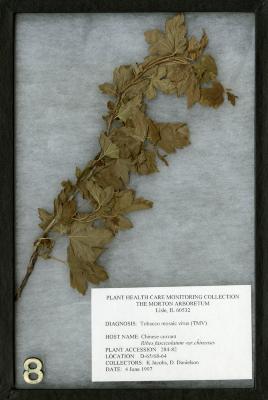 Tobacco mosaic virus on Ribes fasciculatum var. chinense Maxim. (Chinese currant)
