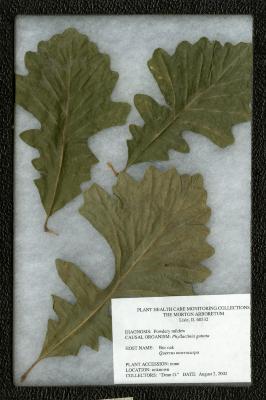 Powdery mildew (Phyllactinia guttata) on Quercus macrocarpa Michx. (bur oak)